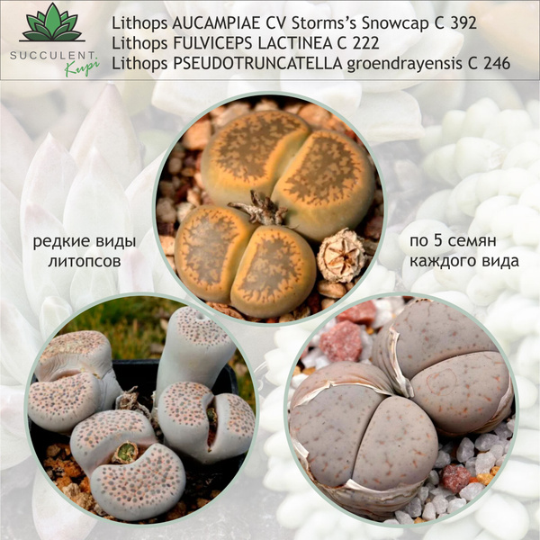 Литопсы (Живые камни) Lithops. - купить по выгодным ценам в интернет ...