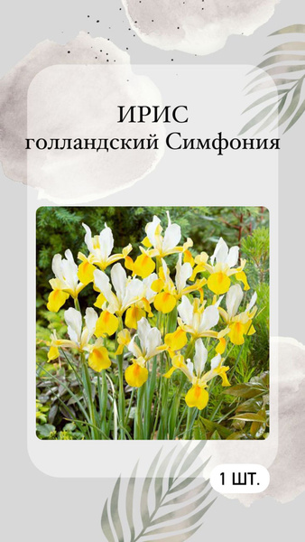 Луковицы Ирисы, Ирис сетчатый или иридодиктиум купить по выгодной цене ...
