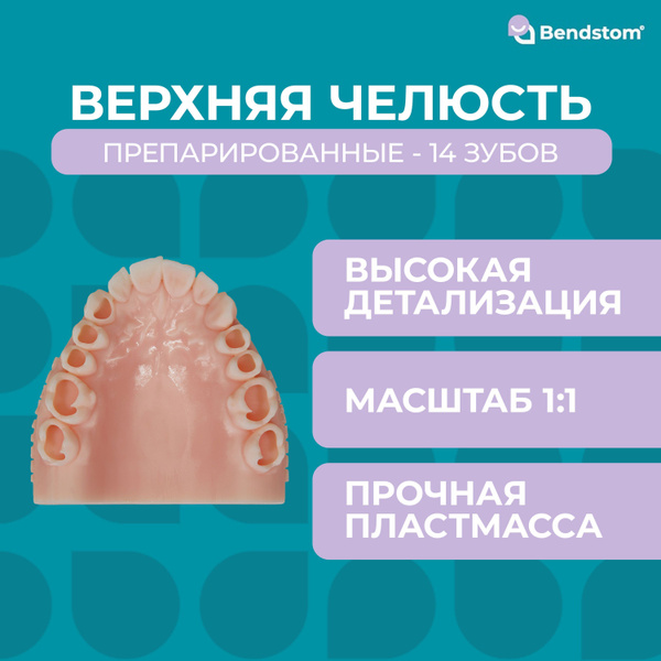 Верхняя препарированная фантомная челюсть (14 зубов) / для отработки ...