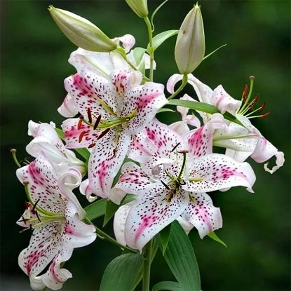 естьLILIUM Exotic Sun