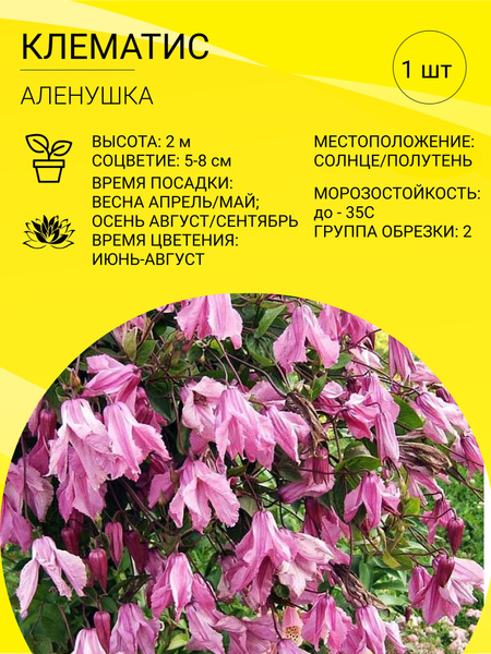 Клематис, Клематисы клематис ботанический_Аленушка - купить по выгодным ...