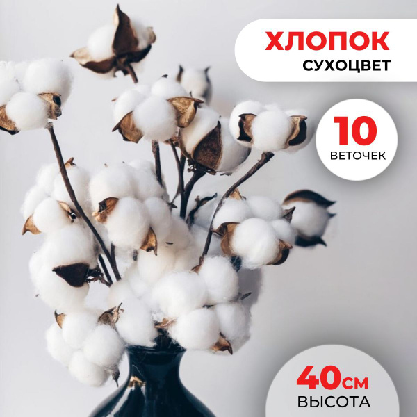 Букет из сухоцветов Хлопок, 40 см, 70 гр, 10 шт купить по выгодной цене ...