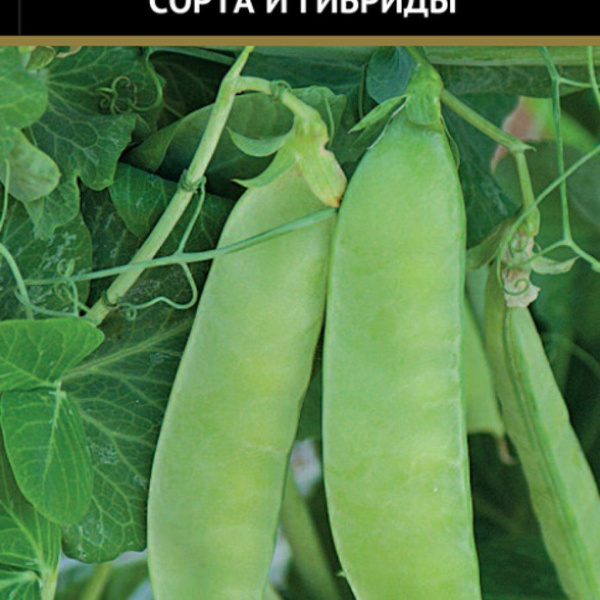 Горох Гаршинка Горох овощной Эверест А 10 Поиск (семена) - купить по ...