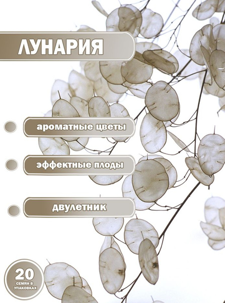 Агапантус Серебряный рубль - купить по выгодным ценам в интернет ...