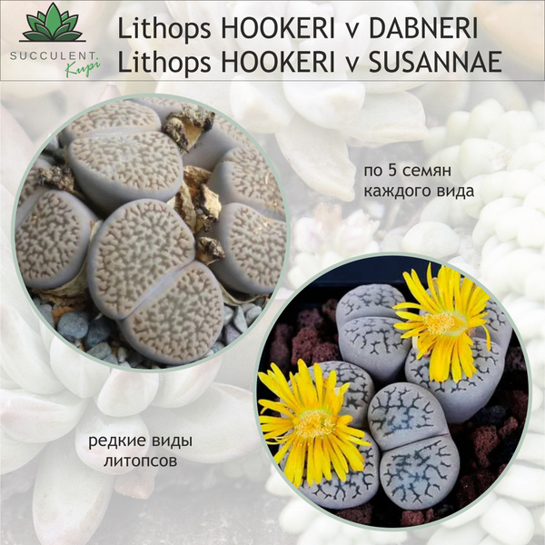 Литопсы (Живые камни) Lithops. - купить по выгодным ценам в интернет ...