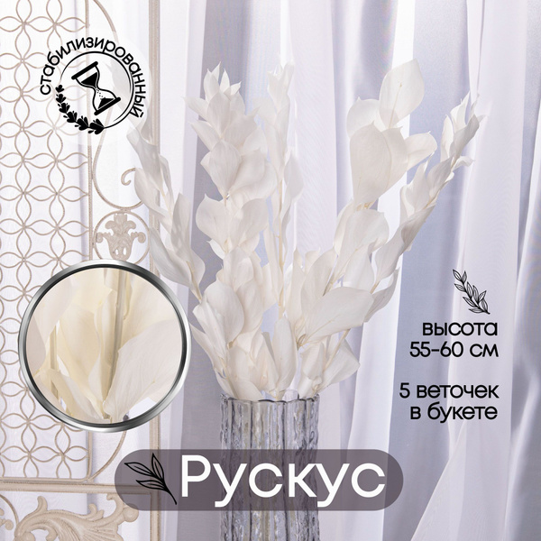 Стабилизированные цветы Verdissimo Рускус, 60 см купить по выгодной ...