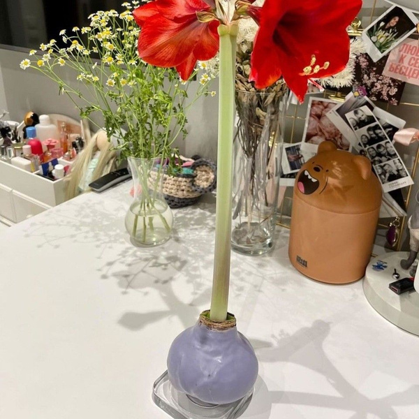Цветок комнатный луковичный цветущий Happy Bulb Амариллис луковица в ...