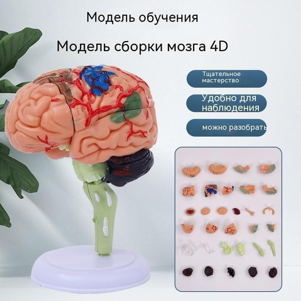 модель мозга - купить с доставкой по выгодным ценам в интернет-магазине ...