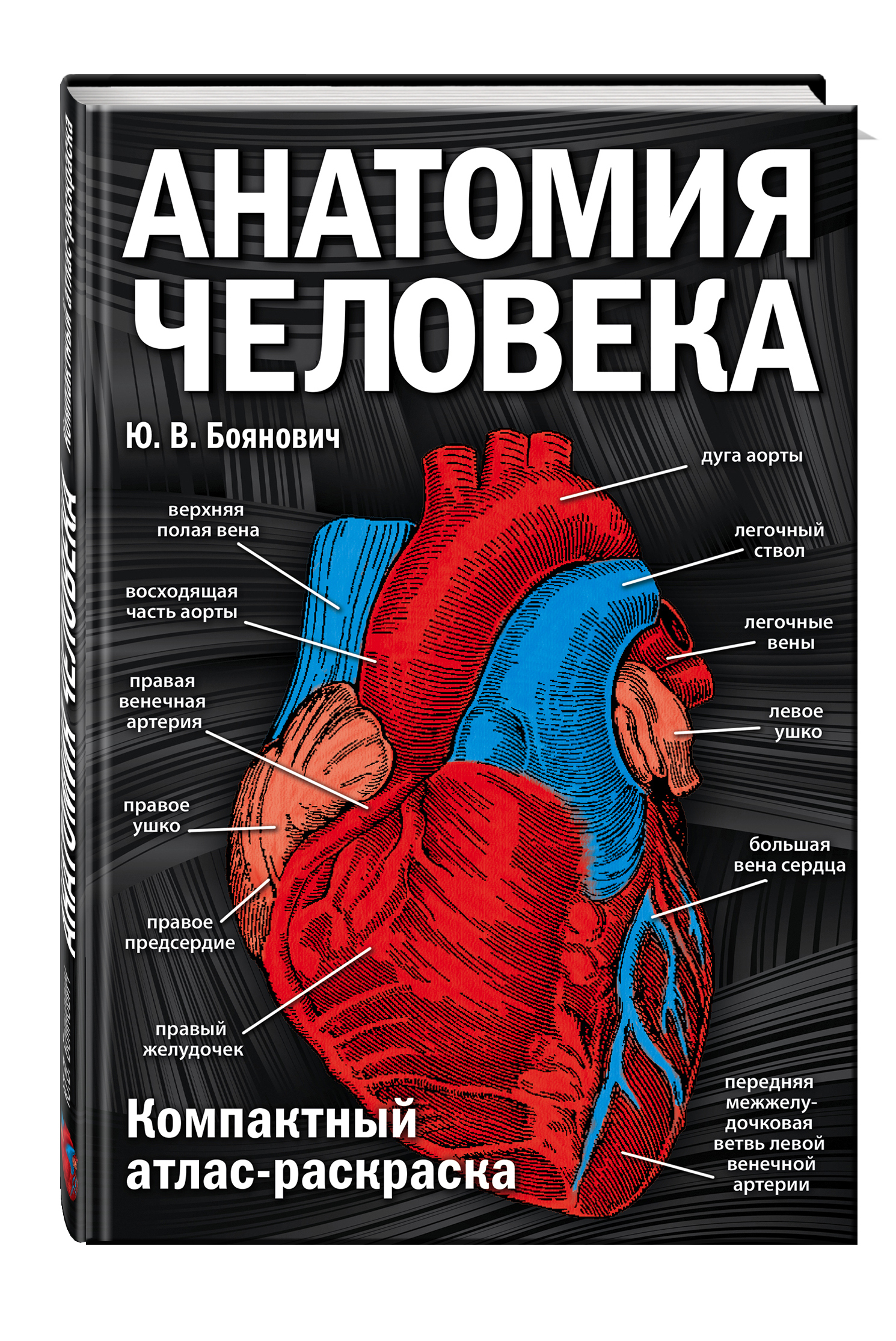 Атлас по анатомии. Анатомия человека медицинский атлас Боянович. Анатомия человека Боянович атлас раскраска. Анатомия человека. Полный компактный атлас Боянович. Эксмо атлас-раскраска. Анатомия человека.