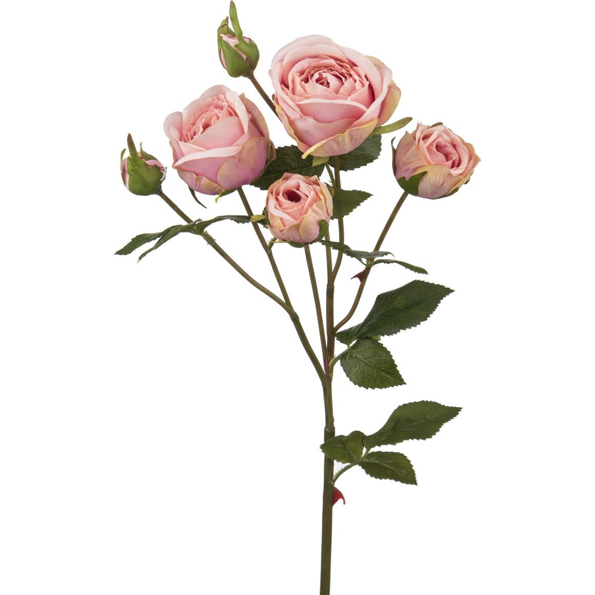 Кустовая роза на белом фоне