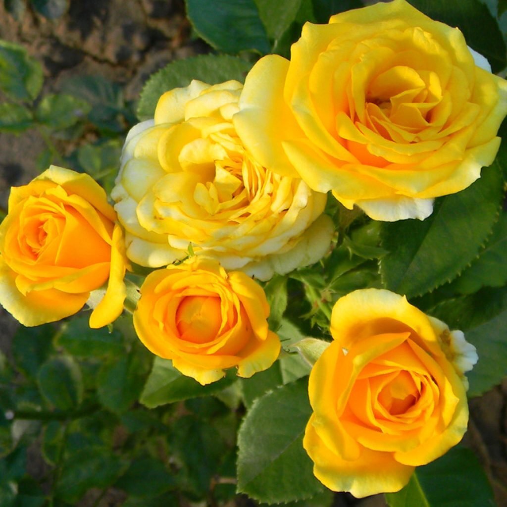 Роза Патио Желтая