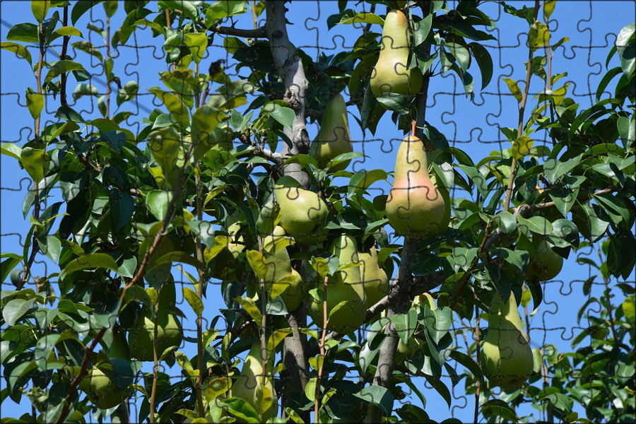 Pear fruit free image - № 31049