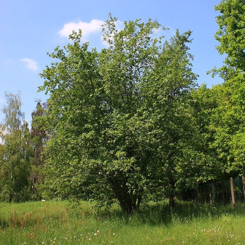 Ольха дерево фото где растет