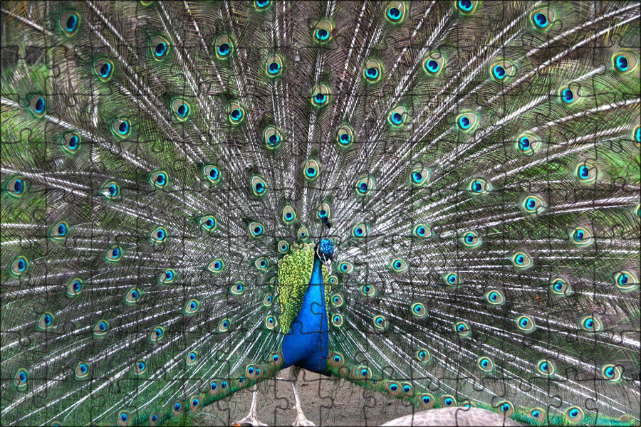 butterfly, peacock, nature, wings, nectar, plant, flower, flowering plant Piqsel