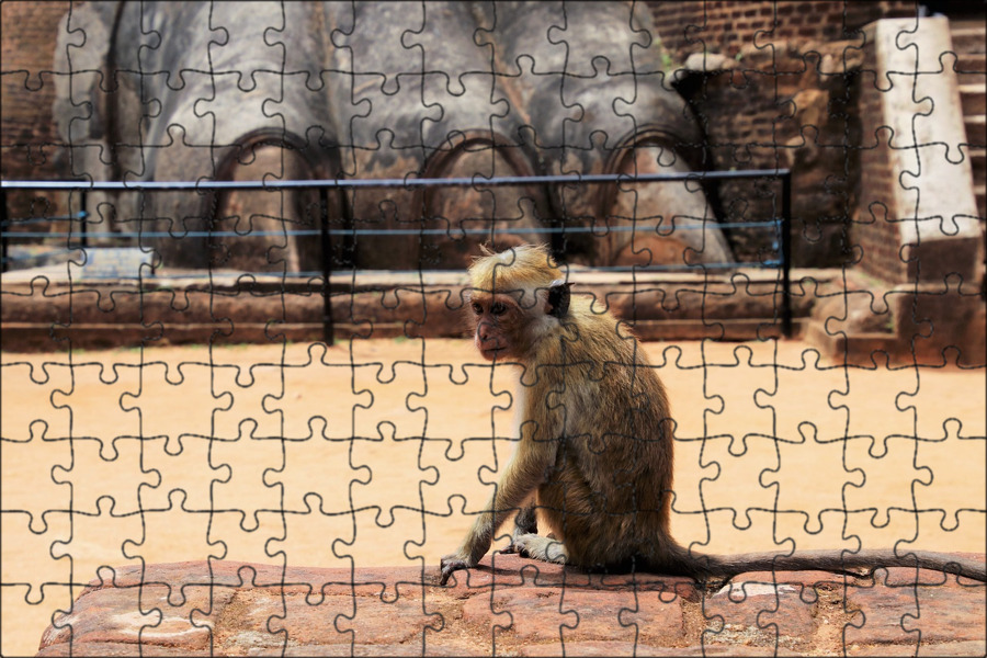Путешествие обезьяны