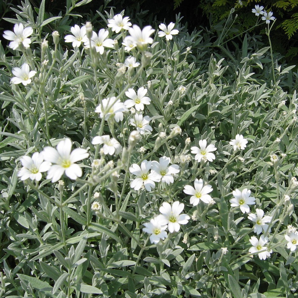 Ясколка многолетняя купить фото. Ясколка войлочная (Cerastium tomentosum). Ясколка Биберштейна. Ясколка шерстистая. Ясколка Альпийская.