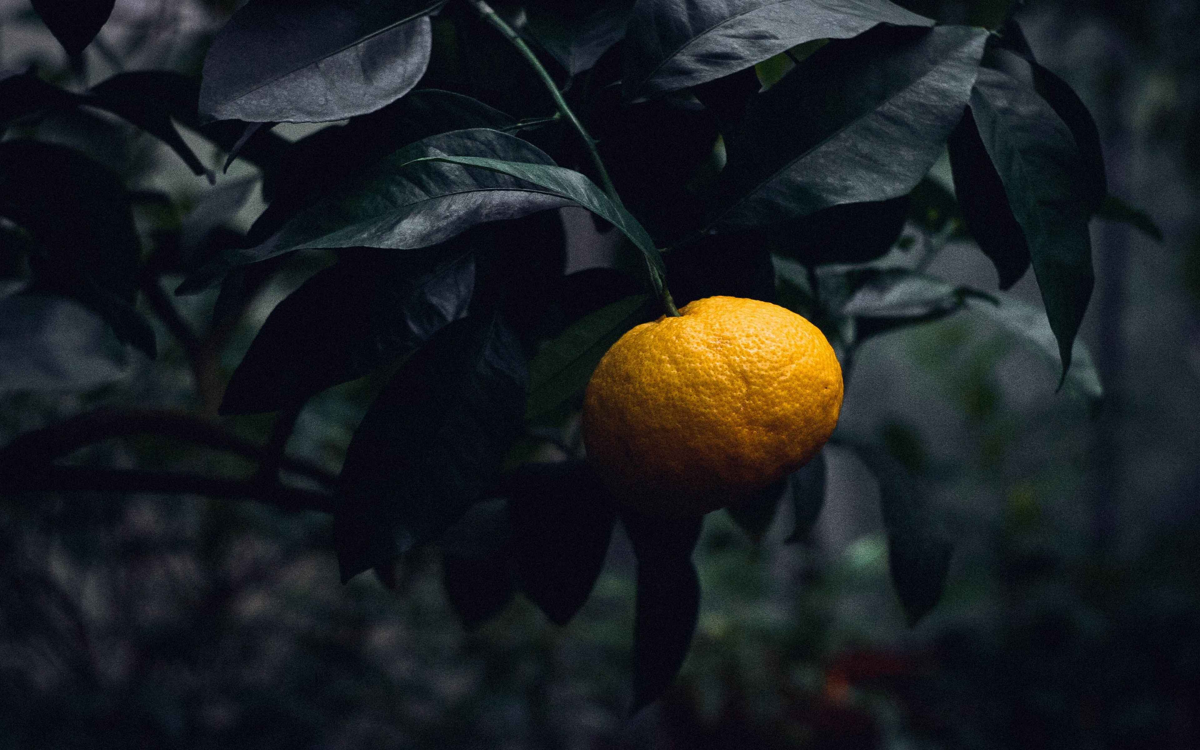 Black citrus. Цитрус мандарин Mandarine. Цитрус мандарин (плоды желто-оранжевые). Мандарины с листом. Мандарины на ветке.