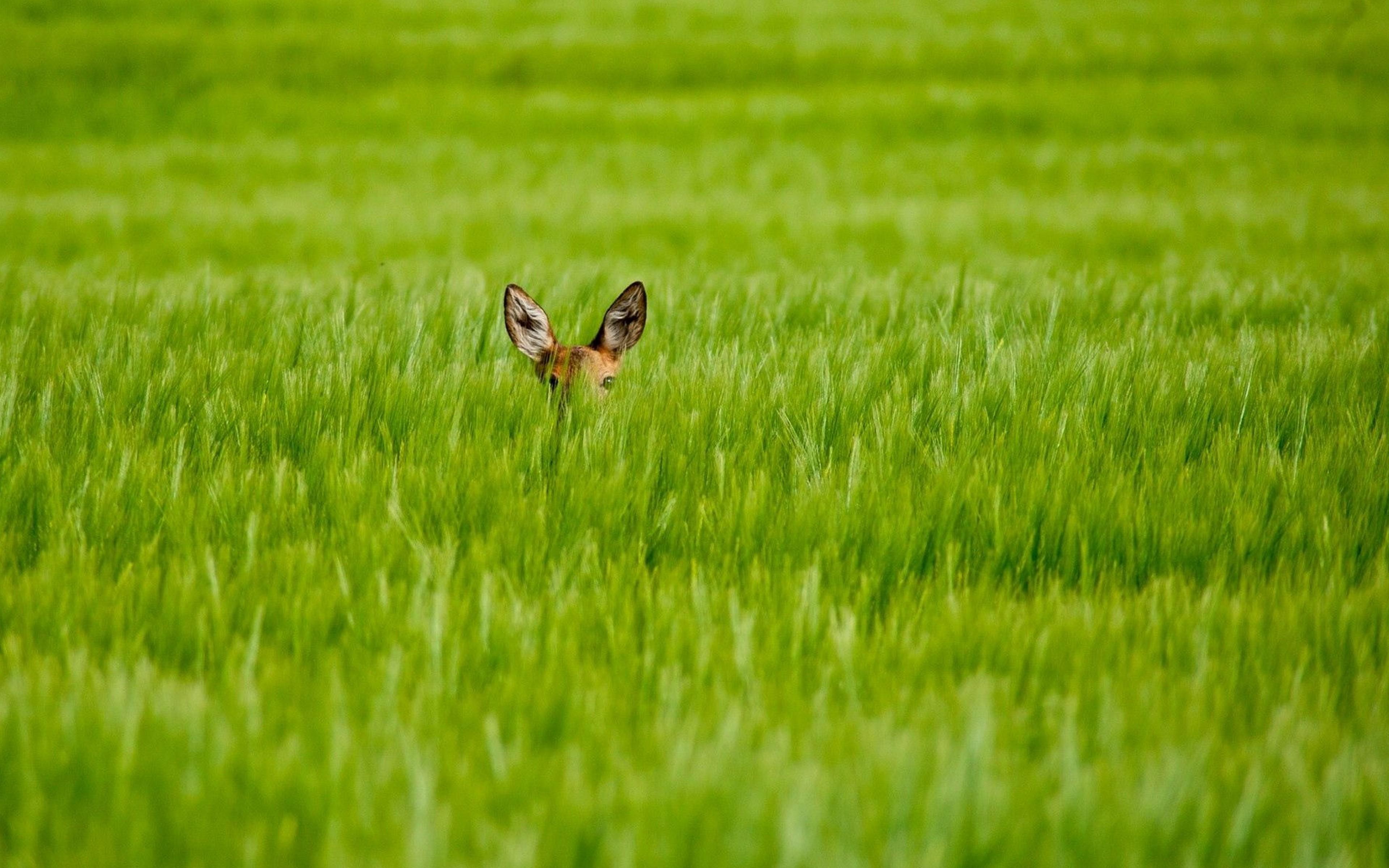 Grass animals. Животные поля. Животные в траве. Заяц в поле. Кролик в поле.