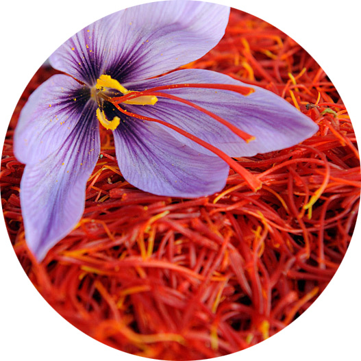 Шафран кориандр. Мохнатый шафран. Шафран запах. Шафран саффрон. Шафран в парфюмерии.