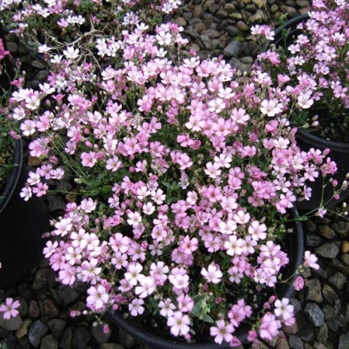 Гипсофила фото цветов. Гипсофила метельчатая Pink Festival. Гипсофила метельчатая (Gypsophila paniculata). Гипсофила метельчатая (Gypsophila paniculata Pink Festival). Гипсофила метельчатая Pink Festival (Пинк фестиваль).