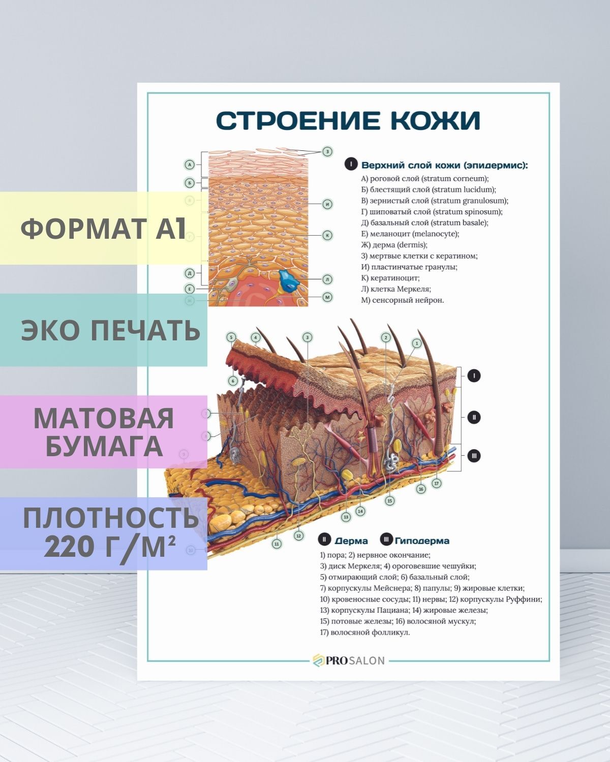 Строение кожи