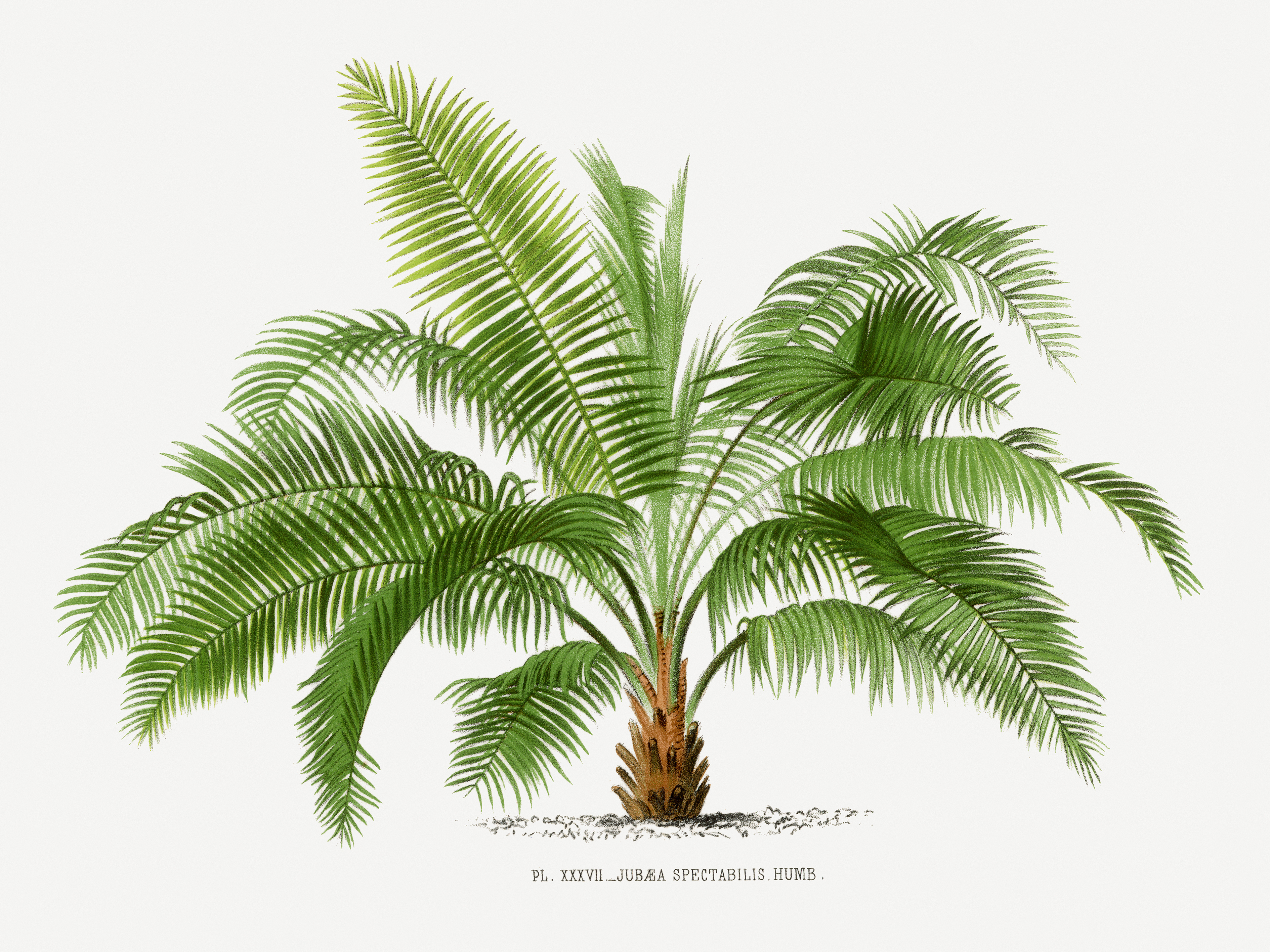 Пальма Ботаническая иллюстрация