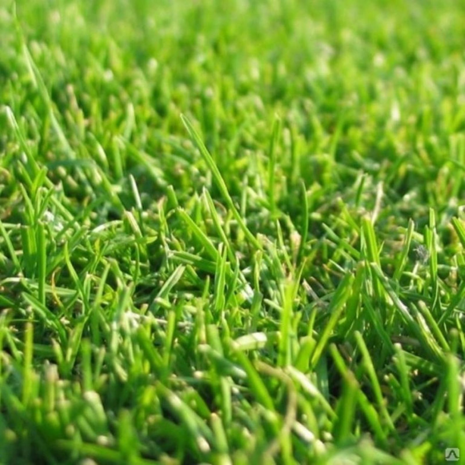 Семена травы для стадионов