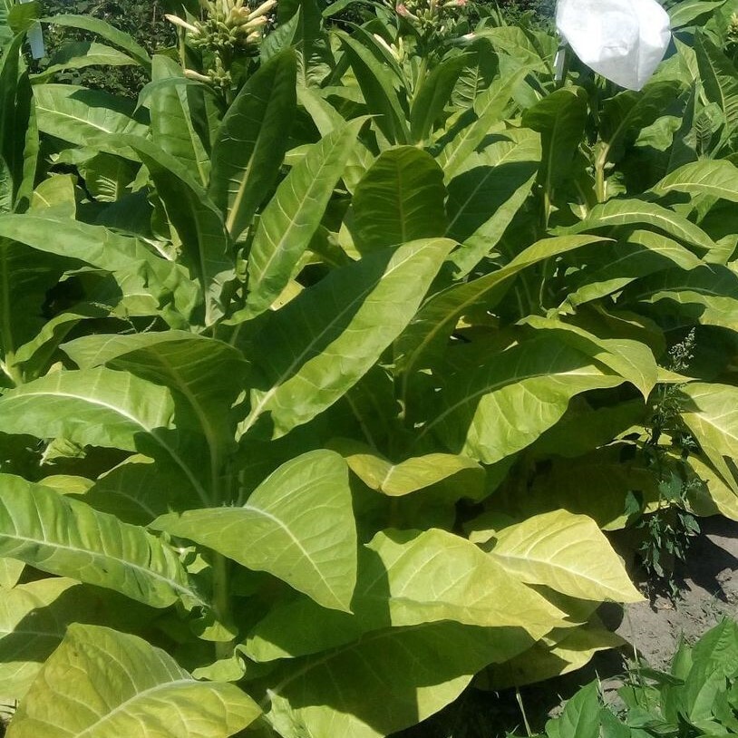 Табак Nicotiana tabacum