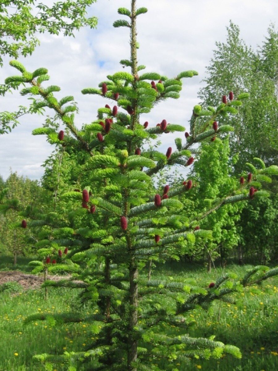 Ель Аянская или Хоккайдская (Picea jezoensis)