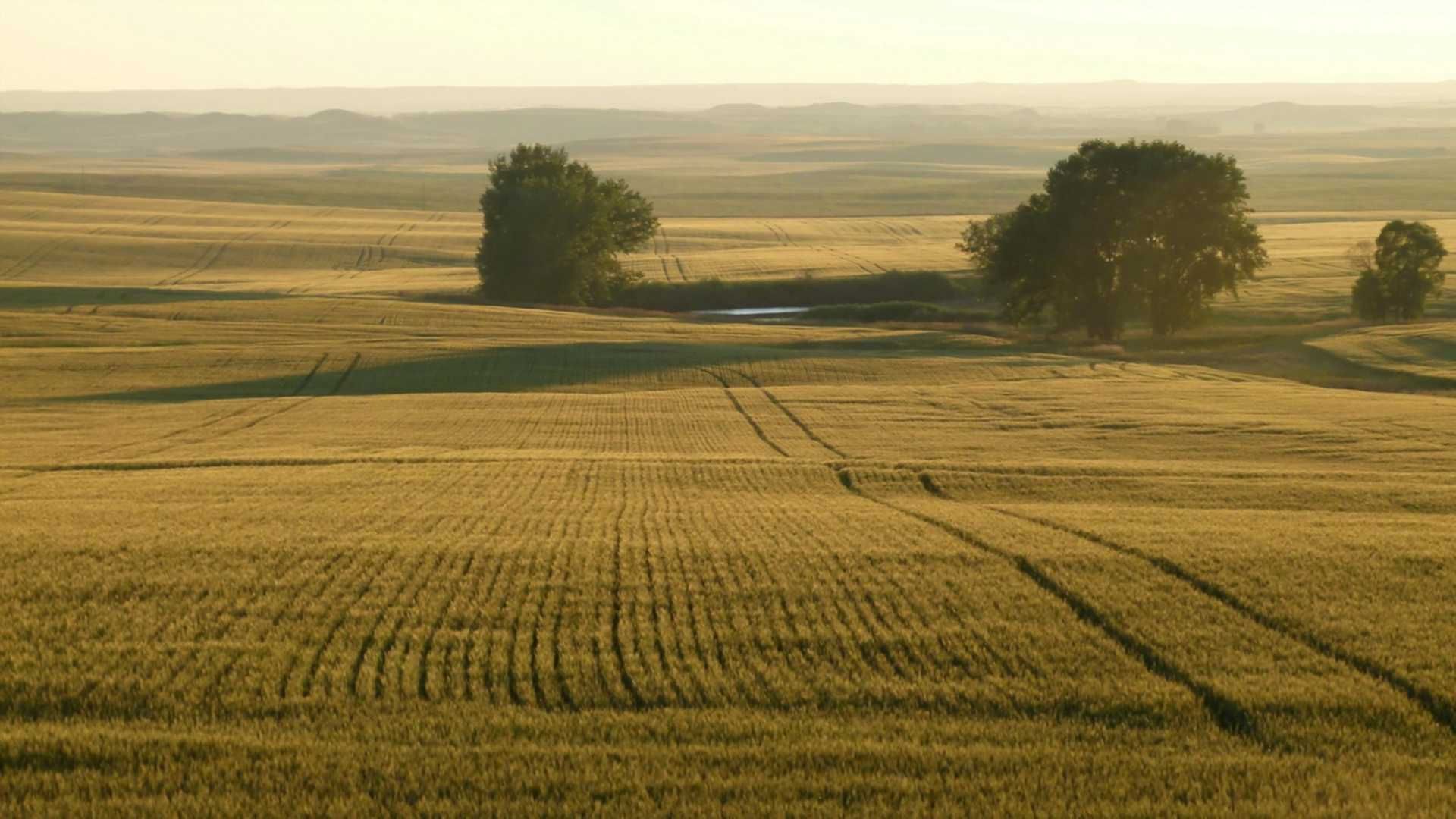 Пшеничное поле сверху