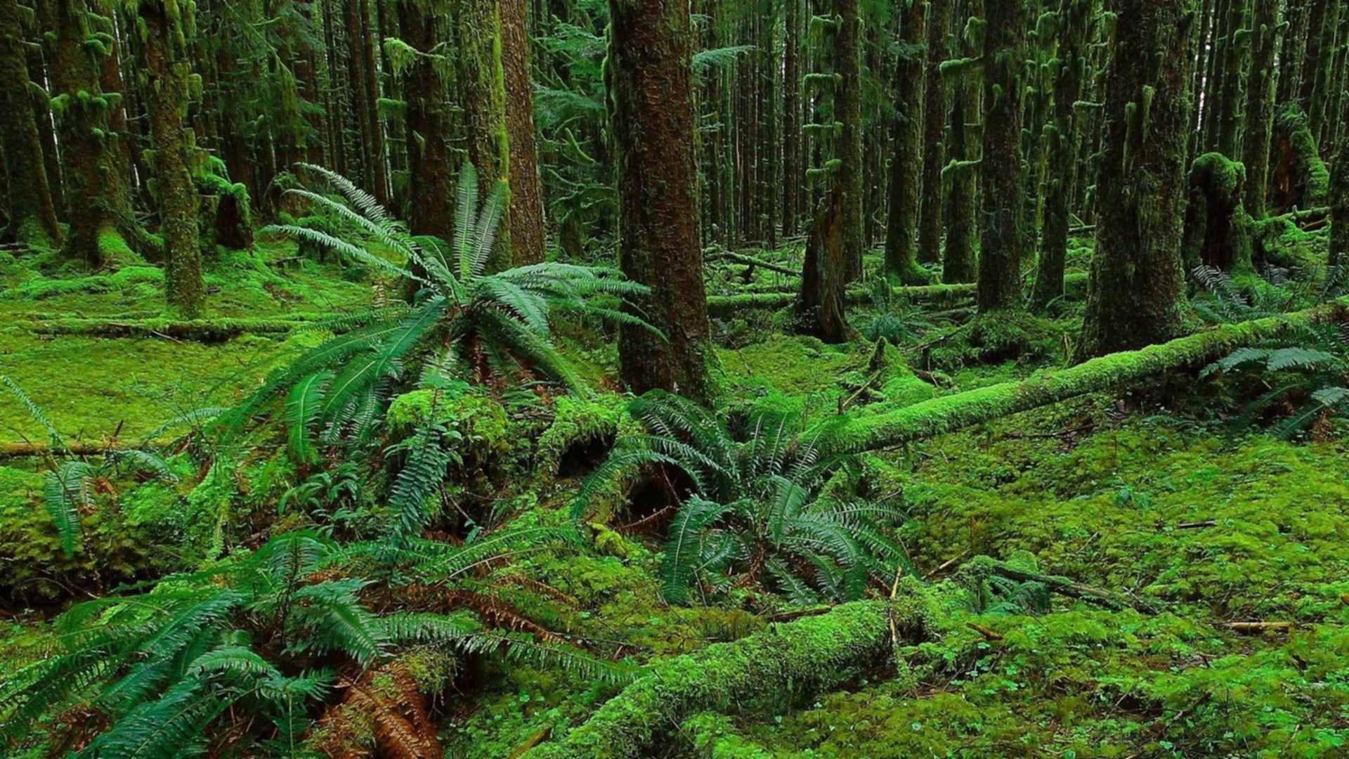 Forest grounded. Папоротниковый лес 2к. Хвойный лес. Мхи и папоротники. Папоротник в лесу.