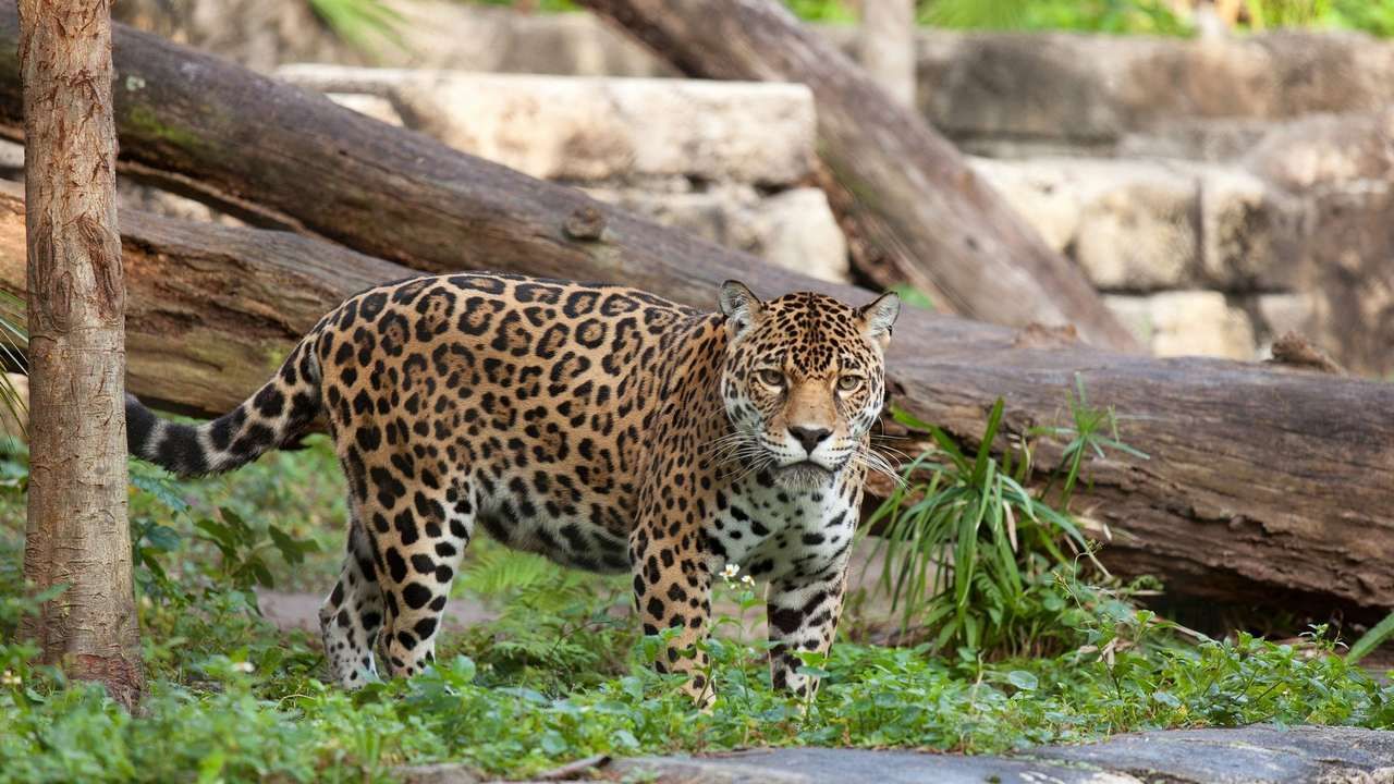 Ягуар содержание. Гибрид льва и ягуара. Ягуар животное фото. Ягуар panthera onca. Ягуар panthera onca.