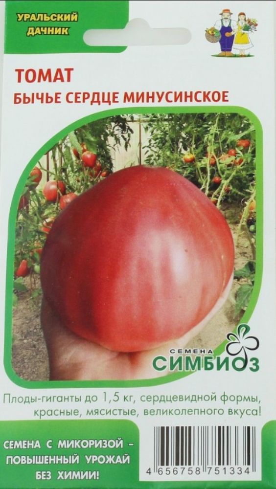 Томат бычье сердце гигантское. Желтое бычье сердце минусинское томат. Минусинский томат бычье сердце описание. Томат бычье сердце минусинское кистевое. Томат бычье сердце минусинское.