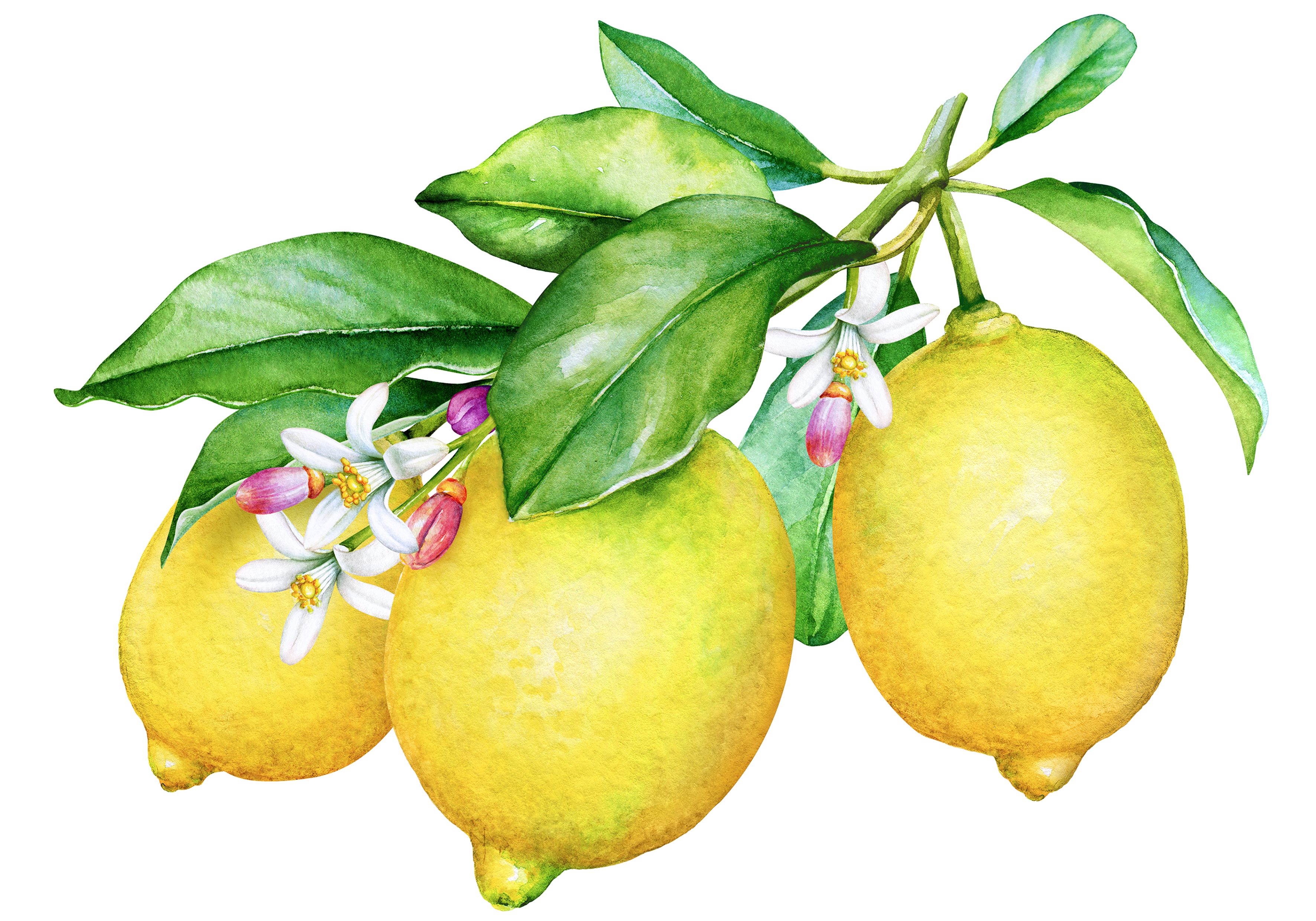 Нарисовать лимон