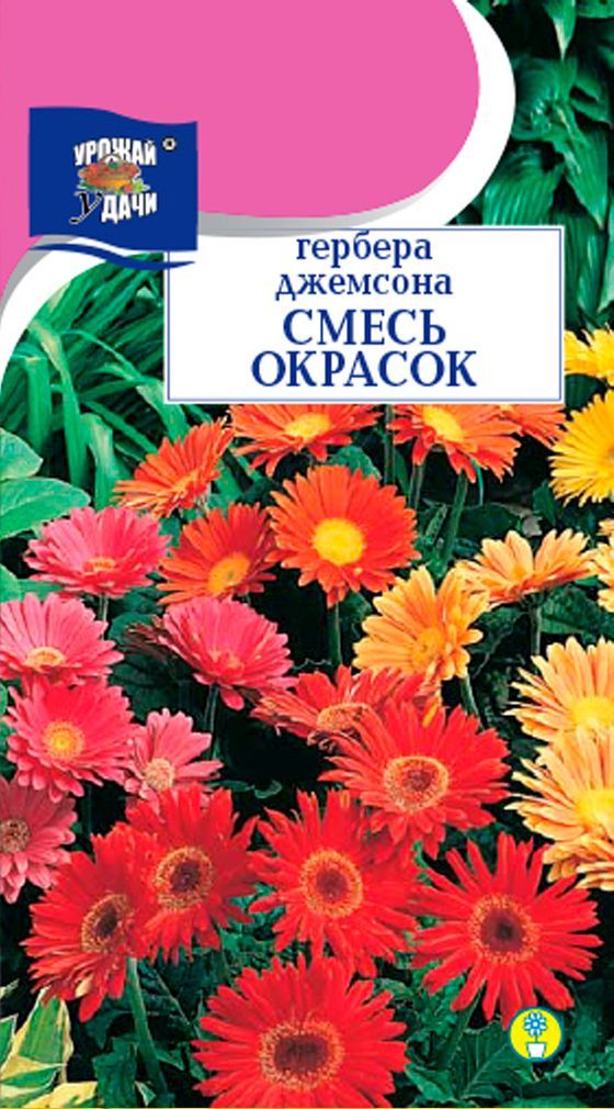 Семена герберы джемсона. Гербера Джемсона смесь. Семена Гербера Джемсона. Семена Гербера Джемсона смесь 0,03 гр. Гербера Джемсона гибрид смесь окрасок.