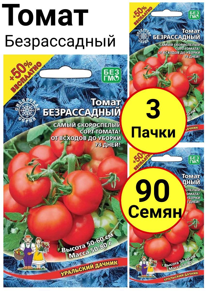 Томат безрассадный описание. Томат безрассадный. Томат Дачник. Томат безрассадный фото.