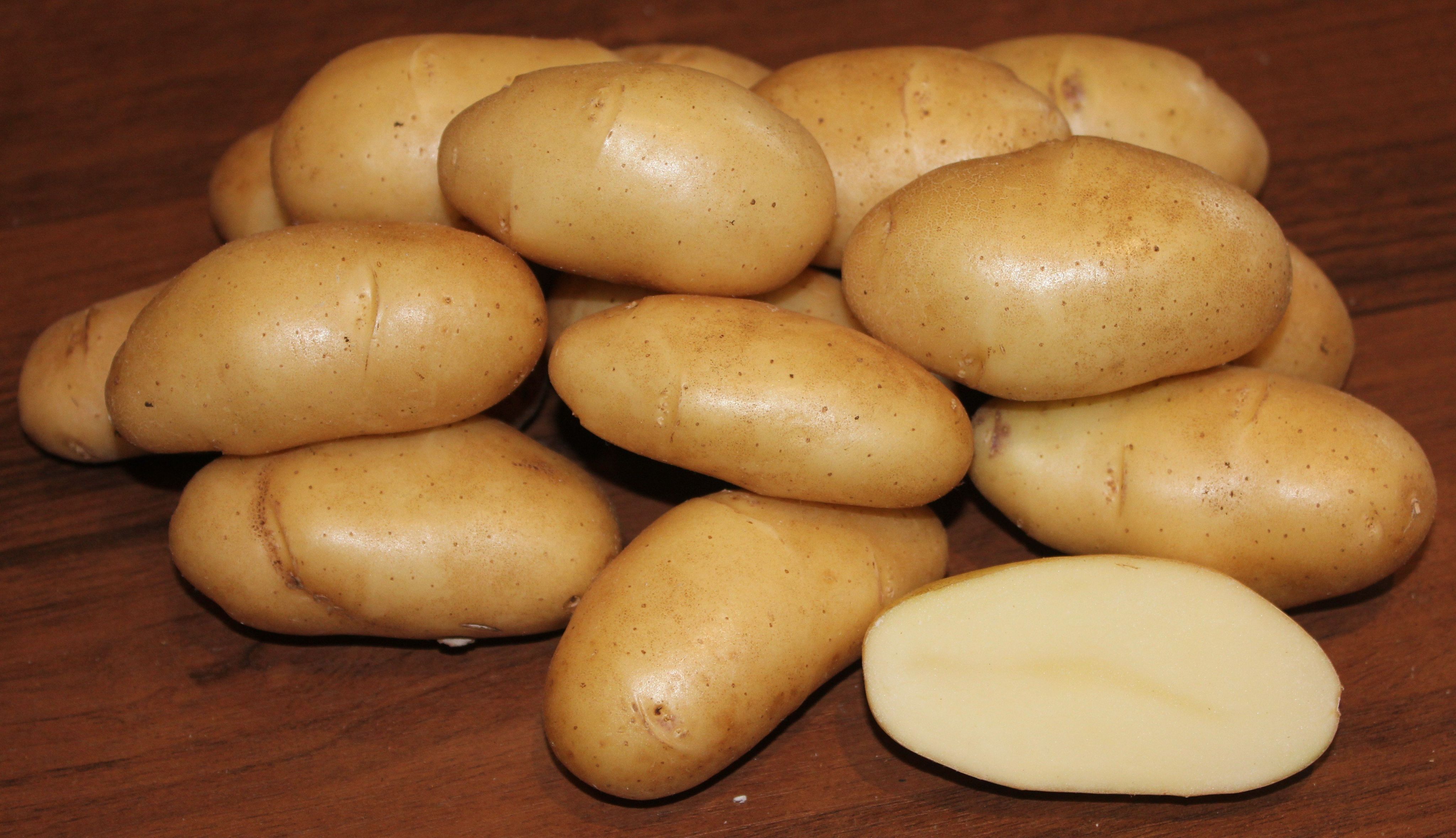сорт картофеля киранда фото