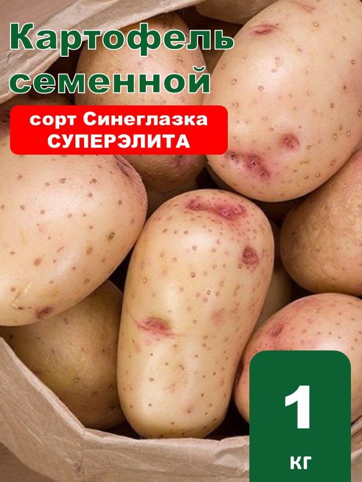 Синеглазка Картофель Купить