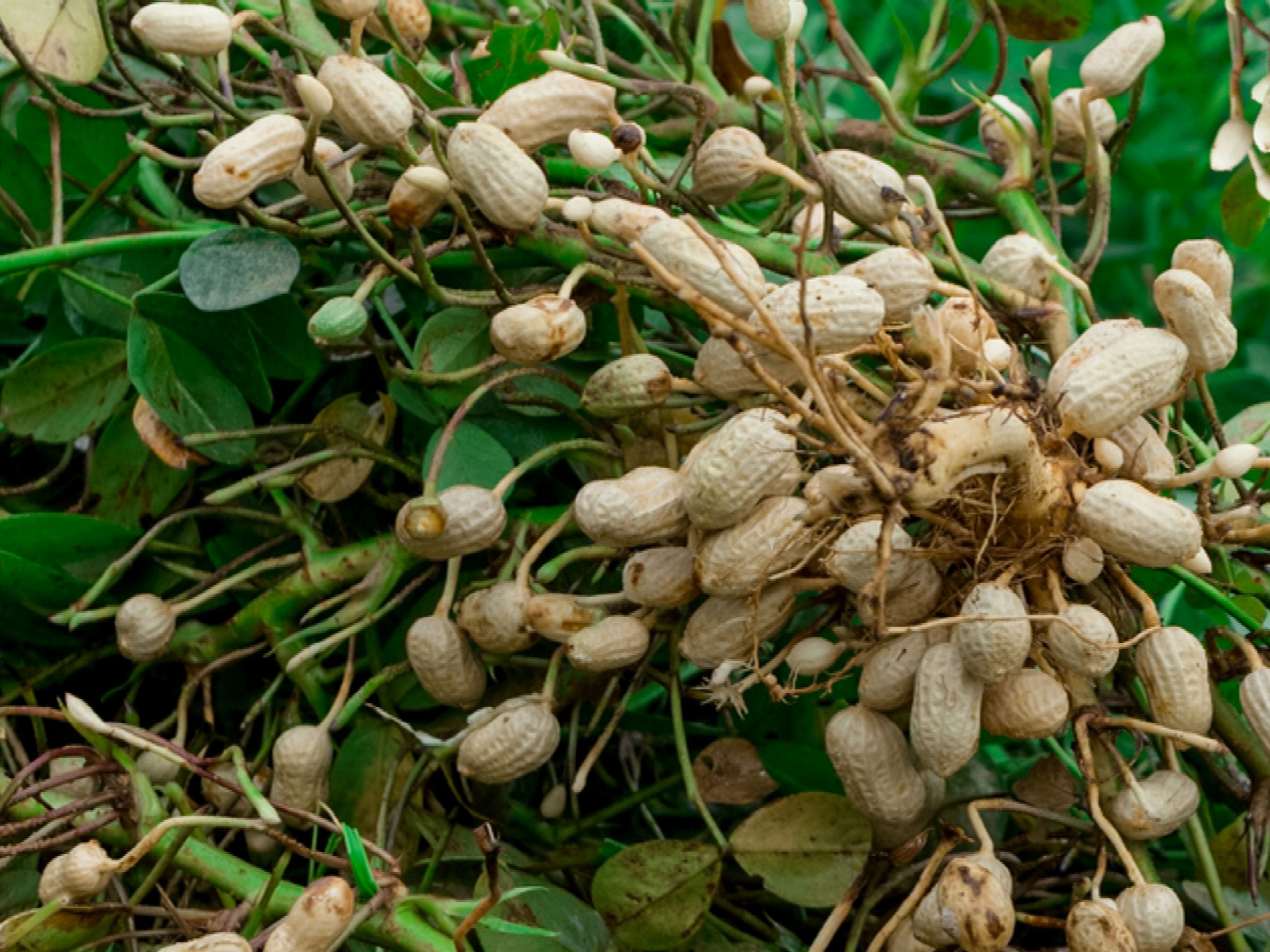 Земляной арахис. Земляной орех арахис. Арахис культурный растение. Арахис дерево.