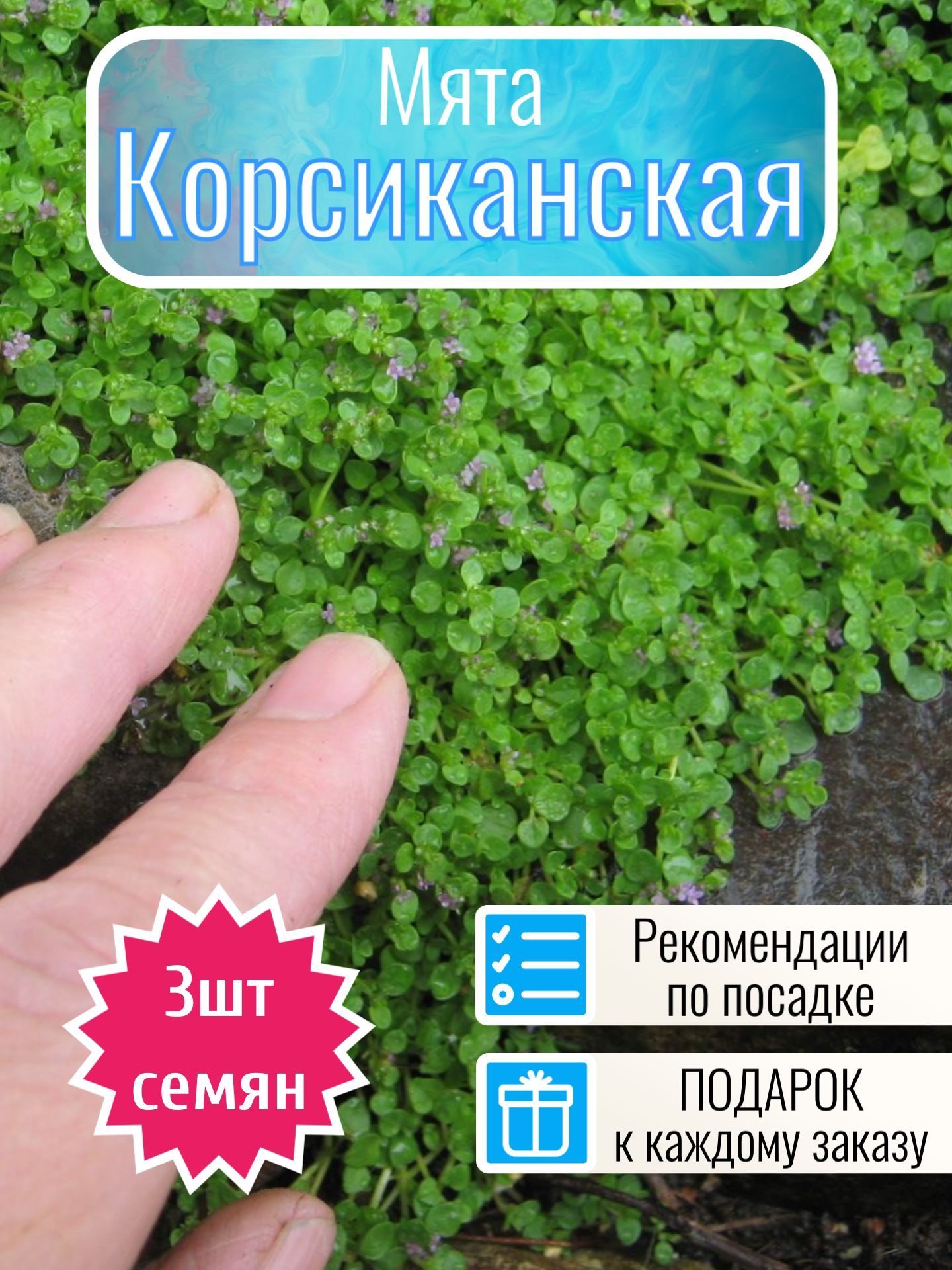 Мята Азербайджанская Семена – купить в интернет-магазине OZON по низкой цене