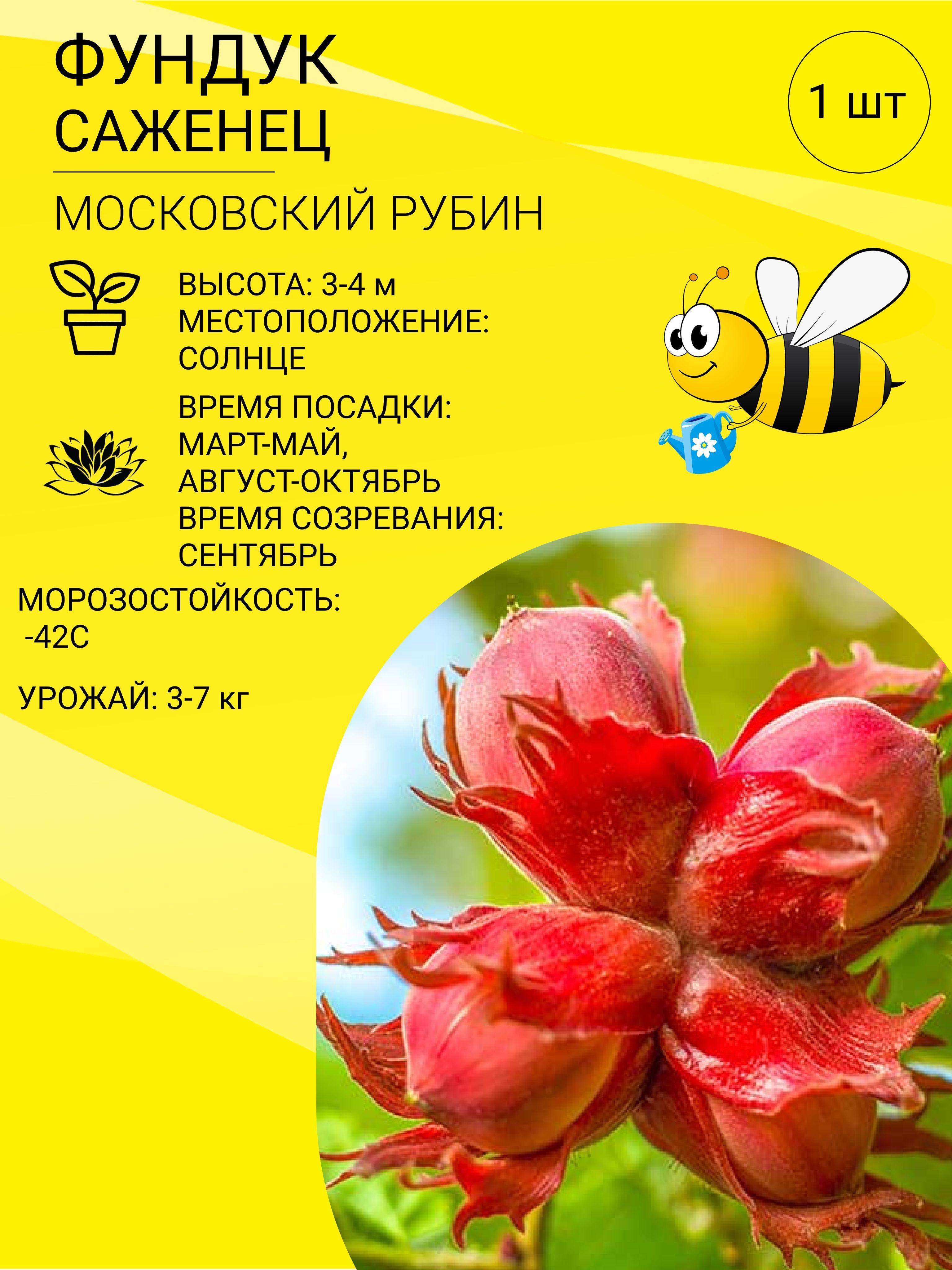 Фундук Лентина Описание Сорта Фото Отзывы Морозостойкость