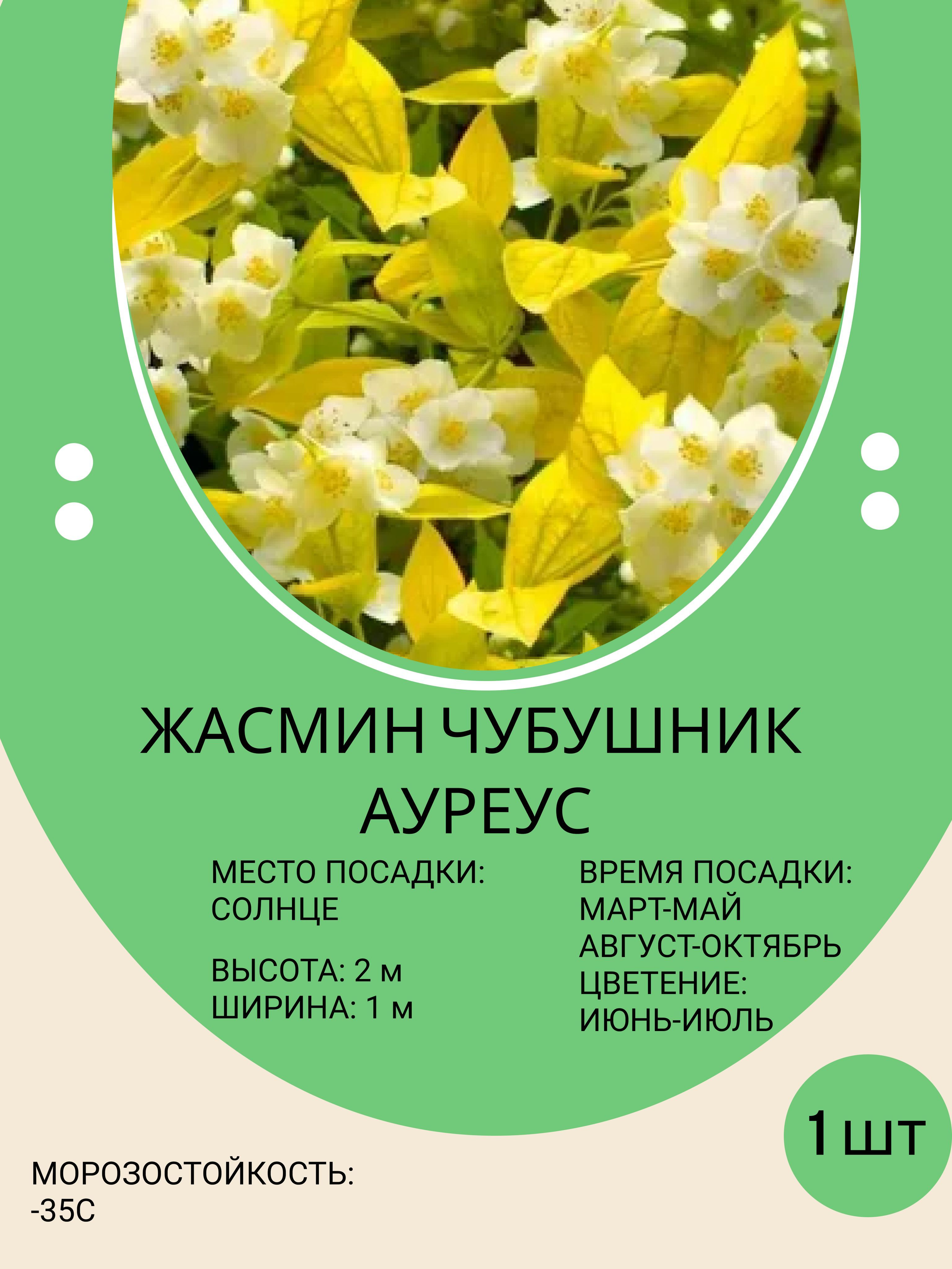 Саженцы Жасмина Купить В Москве С Доставкой