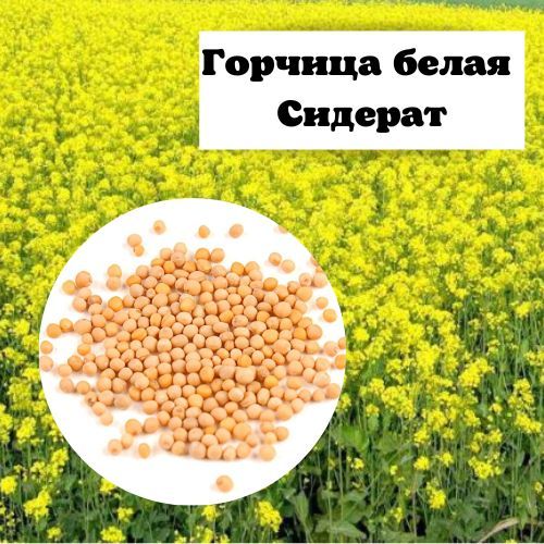 Горчица сидерат Вайлдберриз