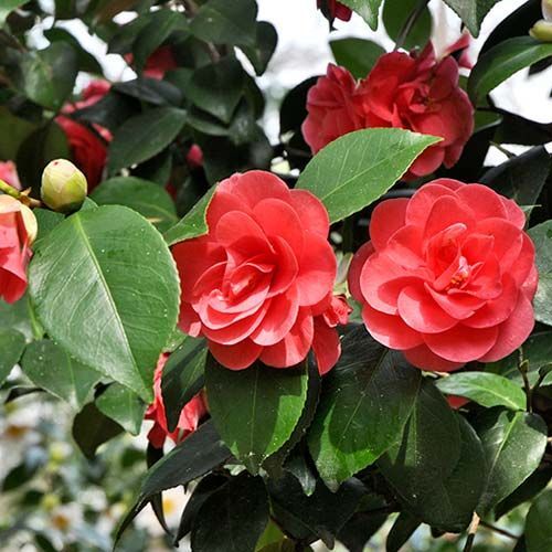 Камелия японская - CAMELLIA JAPONICA (саженец ЗКС - контейнер 0,7 л) / клубни, делёнки многолетних растений, корни / для дачи, сада, дома и балкона