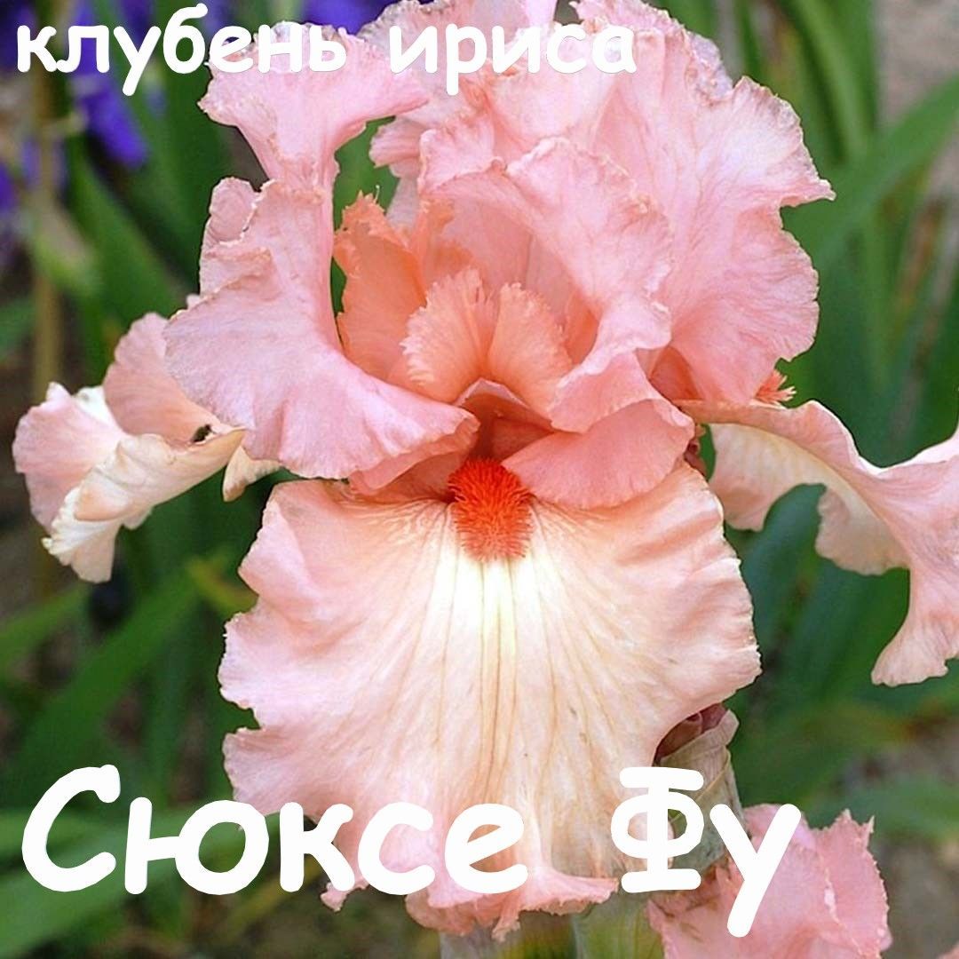 Сорта Ирисов С Фотографиями И Названиями