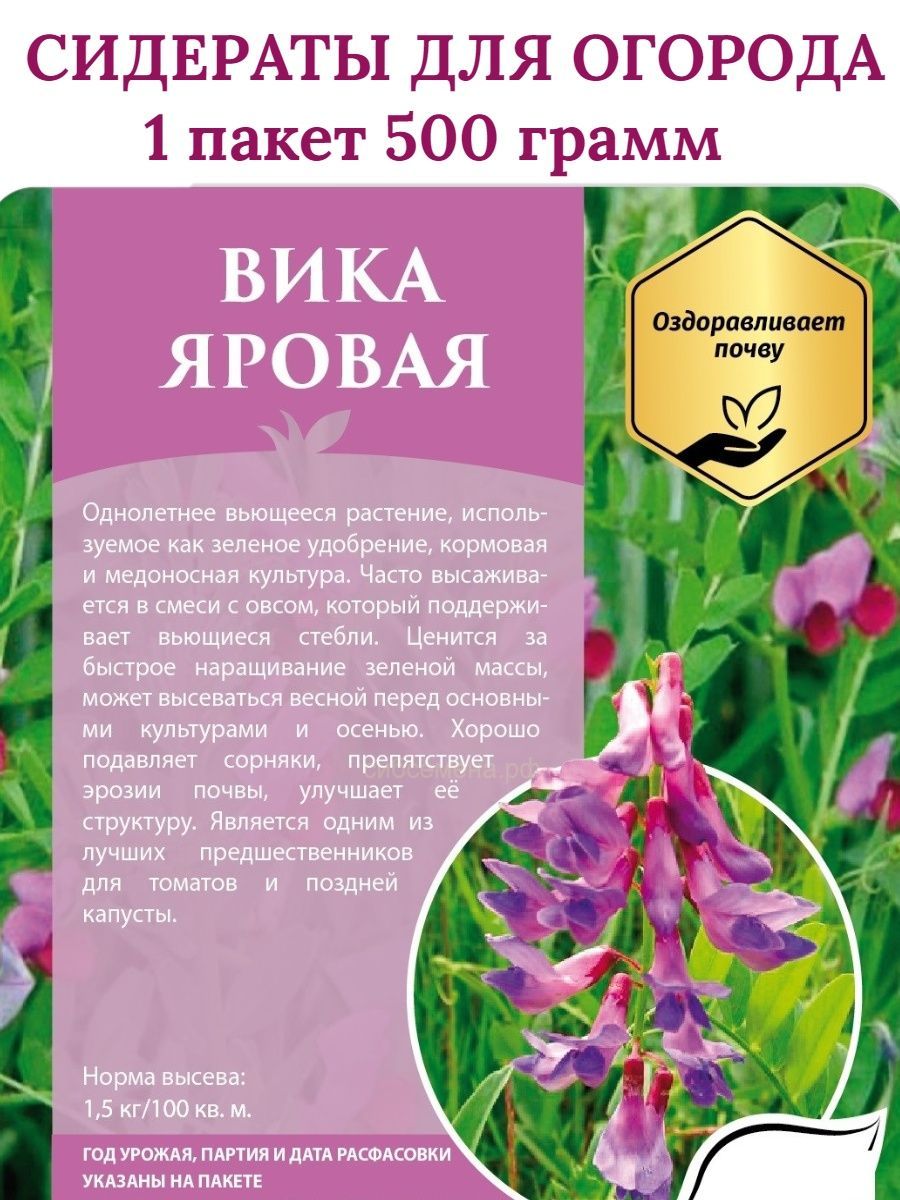 Сидерат вика фото и описание
