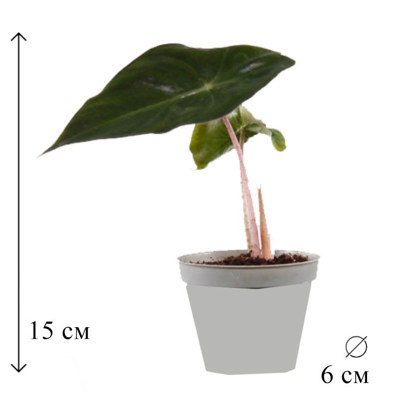 Алоказия пинк драгон. Алоказия Пинк драгон Alocasia Pink Dragon d6см. Алоказия Пинк драгон альбом. Чешуйки у растений.