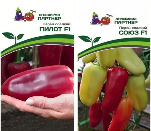 перец пилот характеристика и описание