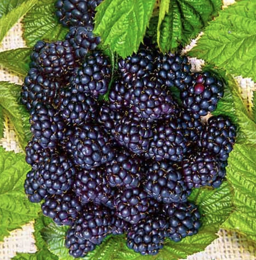 Ежемалина блэк сатин. Ежемалина блэк сатин. Ежемалина блэк сатин. Ежевика блэк сатин. Ежевика кустистая блэк сатин.