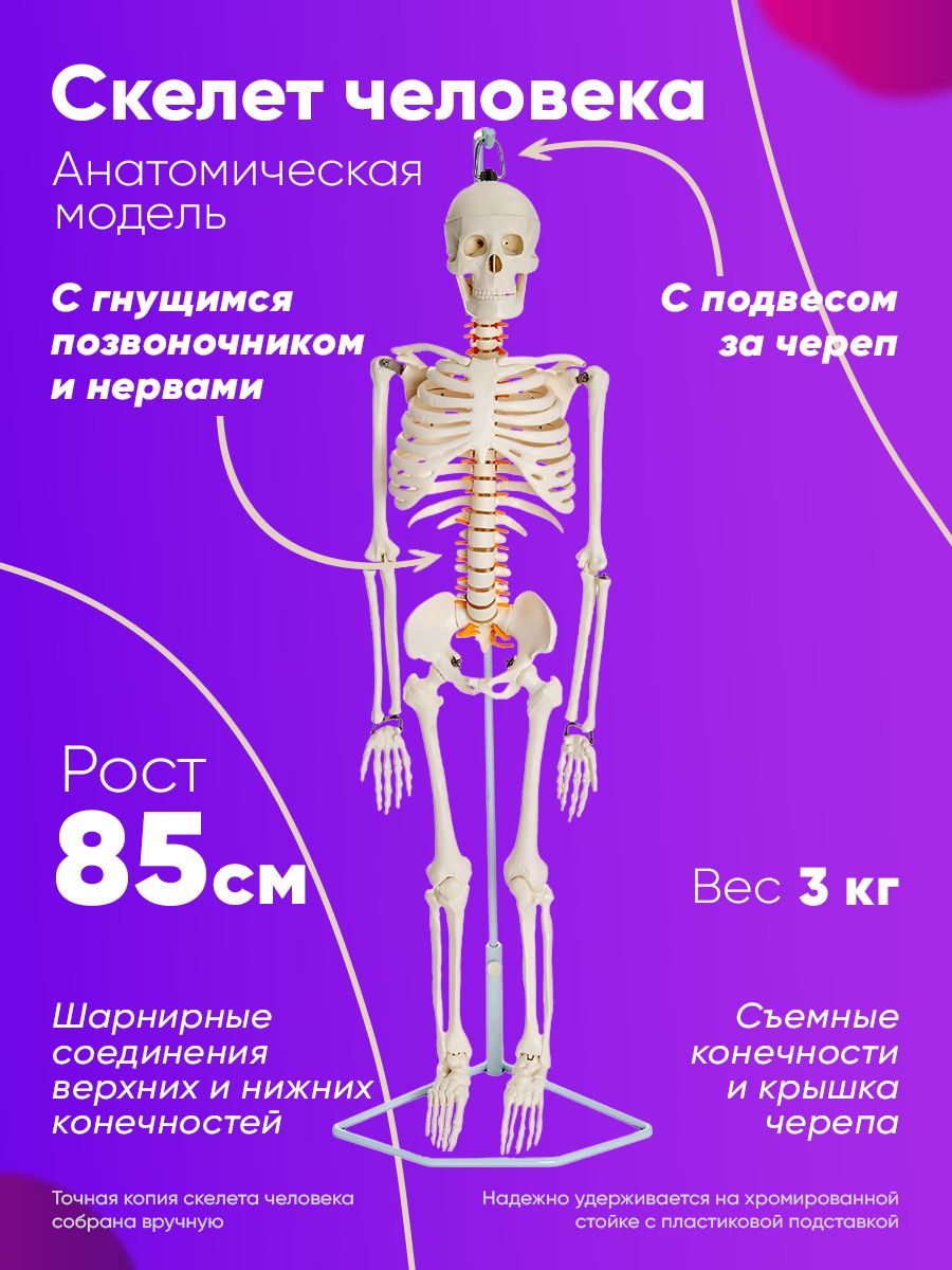 Скелет человека 85 см гнущийся позвоночник